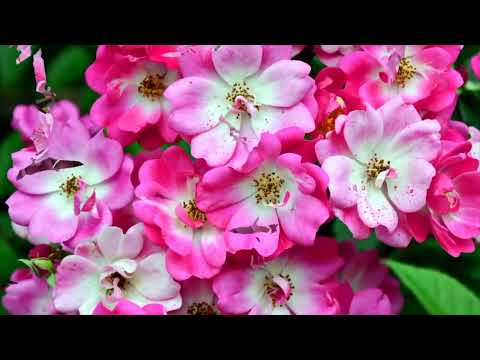 Opwekking 835 Blijf voor Hem zingen