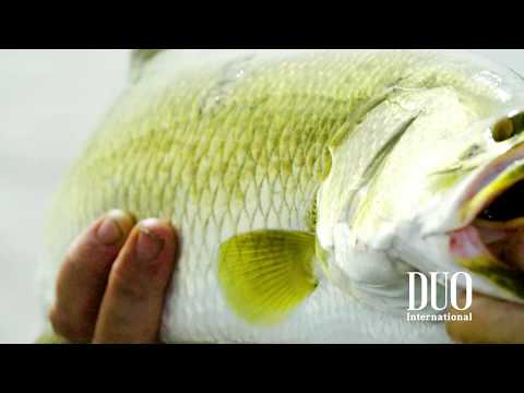 Surface Barramundi with FangPop