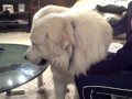 Meet Moses