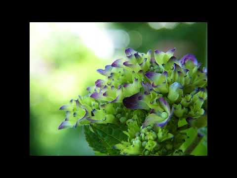 Something Really True - Stonekeepers #lucid #dreaming #music #relaxation #dream #healing #soothing