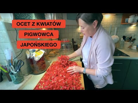 Pigwowiec Japoński Kwitnie I Zachwyca Kwiatami