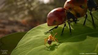 【Empire of the ants】#1 リアルな蟻さんのゲーム