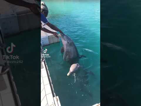 De beaux dauphins jouant avec les humains