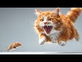 Cat Sounds To Scare Mice Sound Of Cats To Scare The Rats Cats To Scare The Rats Anti Rat