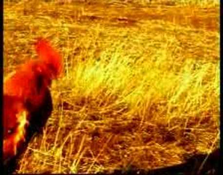 Kristina Arnaudova - Prasina