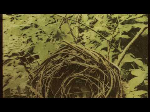 The Reptilian - Old Growth [OFFICIAL AUDIO]