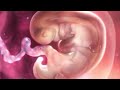 Inside pregnancy 1-9 weeks/ 👶Ukuaji wa mtoto tumboni kwa mama wiki 1-9
