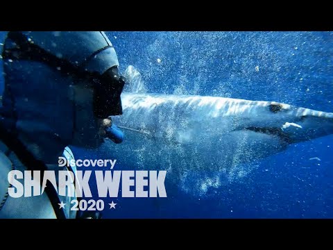 Diving with Mako Sharks | Shark Week