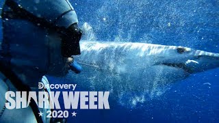 Download lagu Diving with Mako Sharks | Shark Week mp3