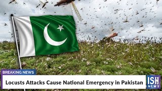 Locusts Attacks Cause National Emergency in Pakistan