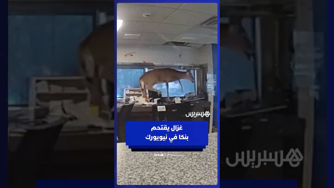 الشرطة الأمريكية تلقي القبض على غزال اقتحم بنكا في نيويورك thumbnail