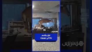 الشرطة الأمريكية تلقي القبض على غزال اقتحم بنكا في نيويورك thumbnail