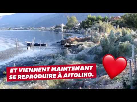 download lagu mp3 mp4 Ville Grecque, download lagu Ville Grecque gratis, unduh video klip Ville Grecque