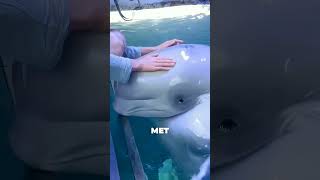 Ce Béluga Pleure Comme Un Enfant