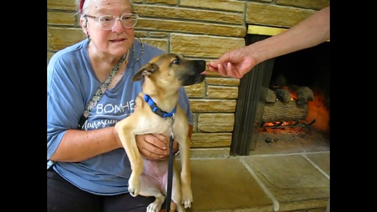 Enlarge Romy, a Adoptable mixed breed in White Plains, NY video 5/5