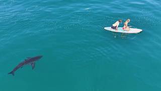 Great White Shark Stalks Teen And Her Uncle On Paddleboard