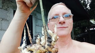 How To Garden in The Philippines Organic