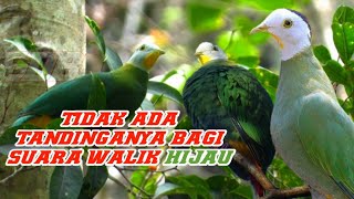 Download lagu 🔴suara burung Walik kembang hijau mp3