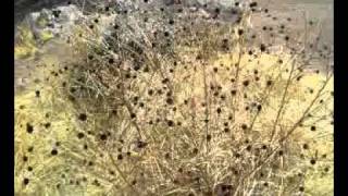 Broken Social Scene- Backyards