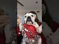 Shake your bulldog like a belly dancer? #shorts ?: willowtheebulldog