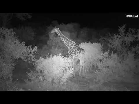 Giraffe at Rosies Pan.