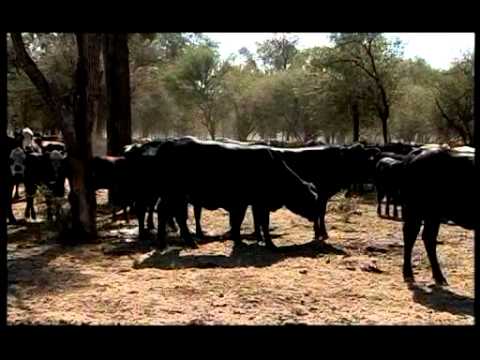 Mauricio Groppo - Ganadería P/2