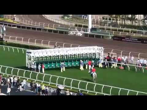 Today Horse Racing 21/11/2021 At Sha Tin Racecourse Hong Kong / Acara Pacuan Kuda Di Hongkong