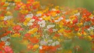 david sylvian - darkest dreaming