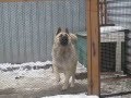 Карагандинская собака-танцевака танцует и без музыки. Просто - для души. :))))) 