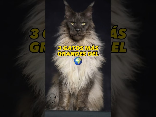 Vídeo relacionado con Los gatos más grandes En el mundo libro para niños: Gran manera de conocer a los grandes felinos del mundo.
