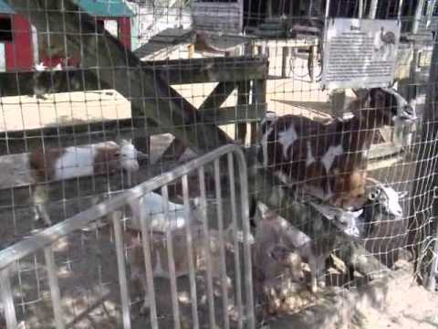 Big Cat habitat in Sarasota,Floirda Goats