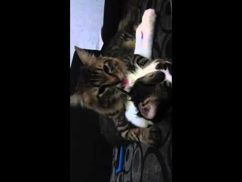 Kucing lucu bersaudara part III