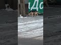Very CuteDog Is Searching What Whos That Dog PetLover FamilyDog Hammyandolivia CuteAnimals Nature 4k