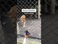 Reaction Of Lion To Quran Recitation Beautifulrecitation Duet Hijabnazam Hijabinislam Islamic