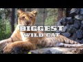 Abnormally Large Animals That Are Actually Real