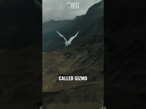 The 7 Hedwigs in Harry Potter #harrypotter