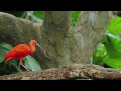 Full Audiobook: The Scarlet Ibis - James Hurst - My Lector Series #10