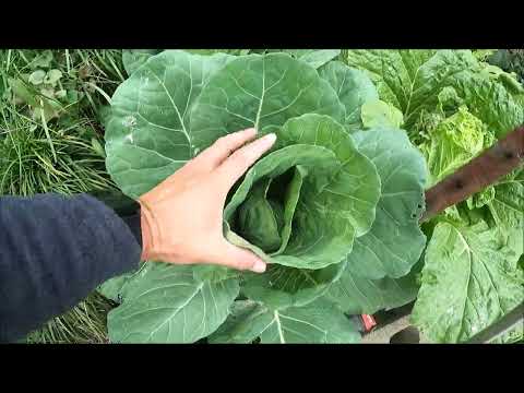 トマトの隣に植えてはいけない野菜は何ですか?これらは、絶対に避けるべき最悪の関連付け 6 つです。  庭園