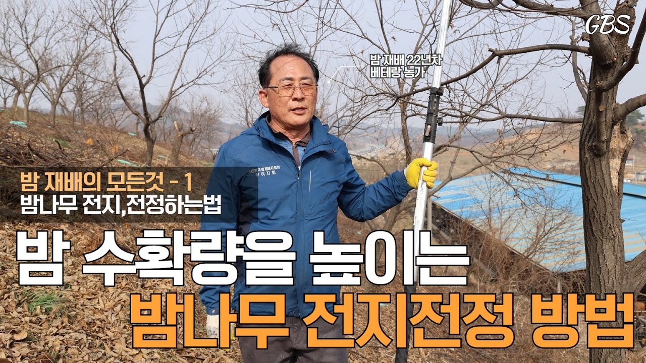 [밤의 모든것 1] 밤 수확량 높이는 전지, 전정방법!