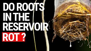 Can Plant Roots Rot in a Semi Hydroponics Reservoir? The Surprising Truth