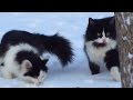 Cats In A Christmas Video On The Snow