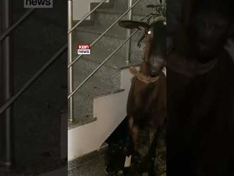 Qytetari në Durrës fut dhinë në shtëpi për ta shpëtuar nga uji