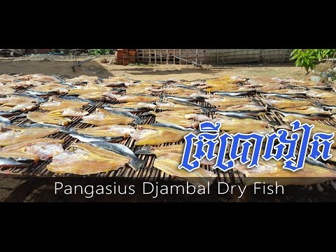Khmer Dried Fish - How to make a dry fish - Pangasius Djambal Dry Fish in Cambodia