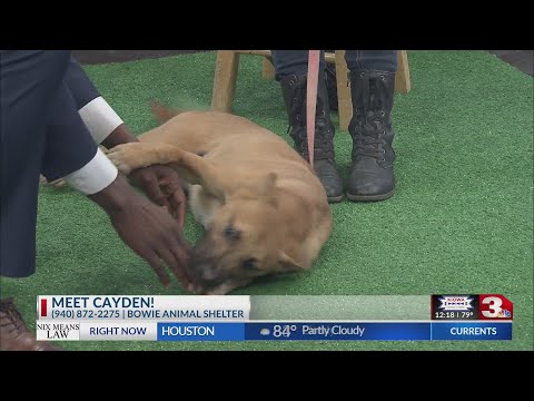 Meet Cayden! Bowie Animal Shelter - YouTube