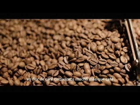 CAFE CAFE - HERENCIA DE LA MONTAÑA - PALERMO HUILA