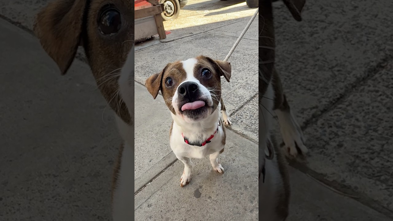 Enlarge Mega, a ADOPTABLE mixed breed in Warren, NJ video 3/6