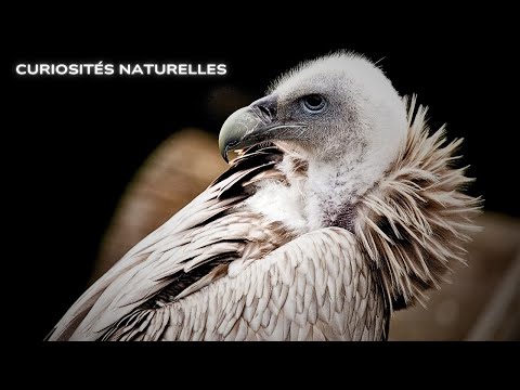 Amazing Curiosities About the Vulture