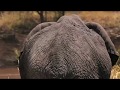 Video for Lamai Serengeti
