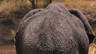 TANZANIE - Lamai Serengeti Camp