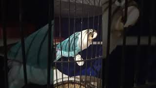 Download lagu pancinganburung#lovbirdngekek#gayamentil mp3